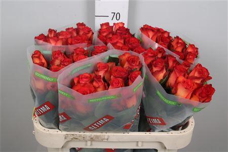 Rosa grootbloemig Meteor