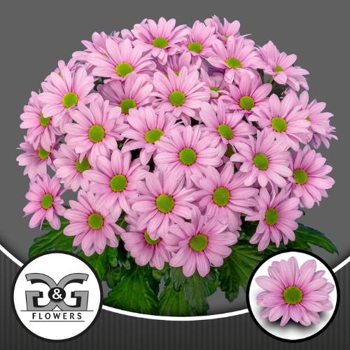 Chrysanthemum (Indicum Grp) tros Ballerina's Pink