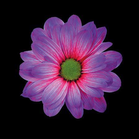 Chrysanthemum Indicum Grp tros kas kleurbehandeld H%