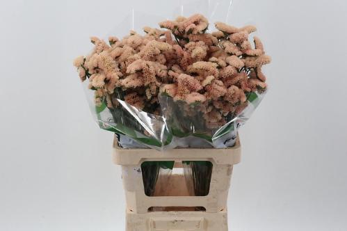 Limonium sinuatum 'Sinuet Honey Apricot'