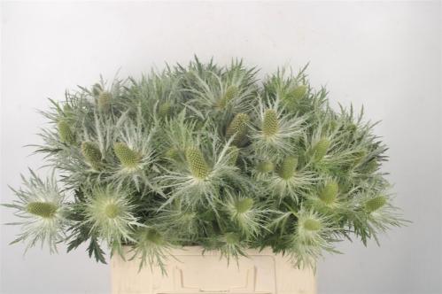Eryngium alpinum 'Zero Stone'