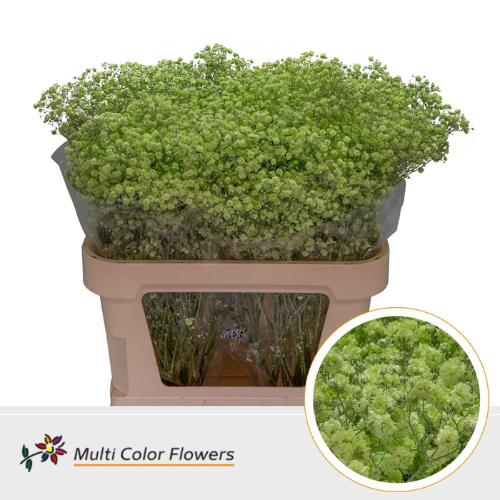 Gypsophila overig kleurbehandeld H%
