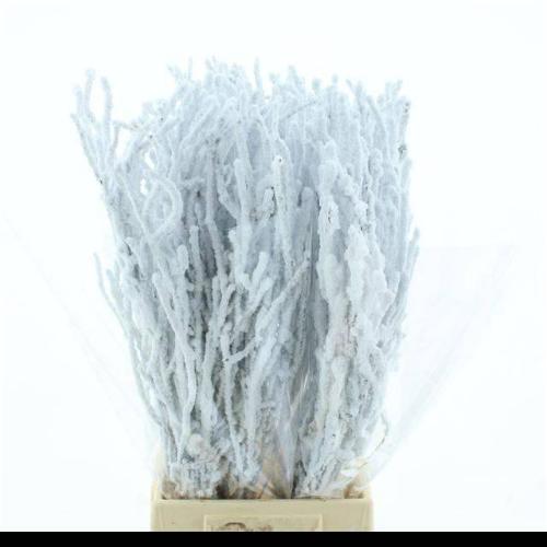 Betula kleurbehandeld H%