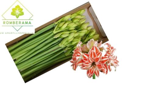 Hippeastrum Double Galaxy Grp 'Dancing Queen'