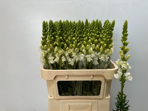 Antirrhinum majus 'Potomac Ivory White'
