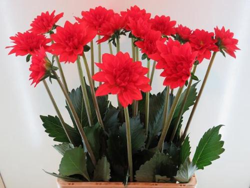 Dahlia (Decorative Grp) 'Faith'