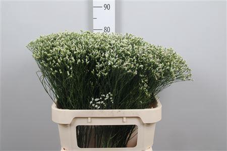 Limonium sinensis Sensi Pi