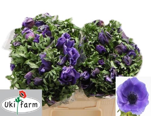 Anemone coronaria 'Galil Blauw'