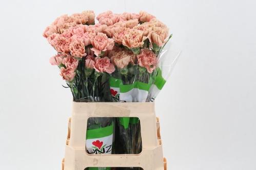 Dianthus standaard overig