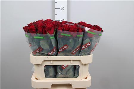 Rosa grootbloemig Ever Red