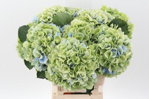 Hydrangea macrophylla 'Verena' (blauw classic)