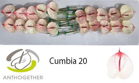 Anthurium (Andreanum Grp) Cumbia