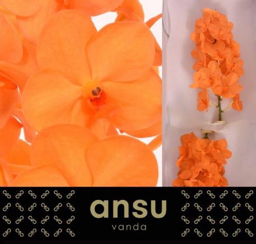 Vanda Natcha Princess Orange