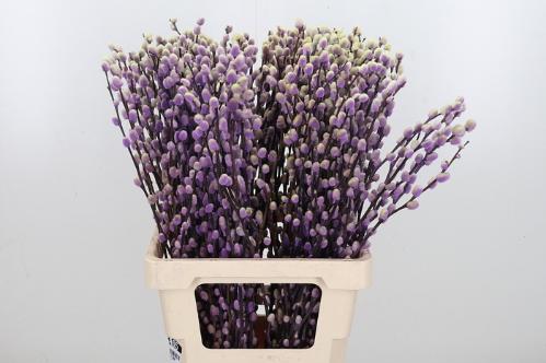 Salix kleurbehandeld H%