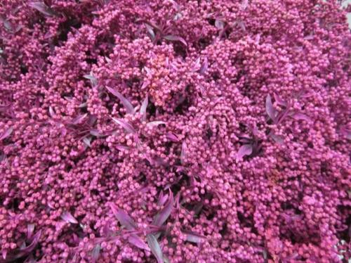 Solidago kleurbehandeld H%