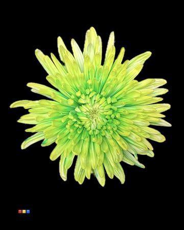 Chrysanthemum (Indicum Grp) geplozen Topspin kleurbehandeld H%