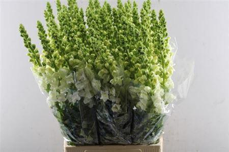 Antirrhinum majus 'Opus Fresh White'