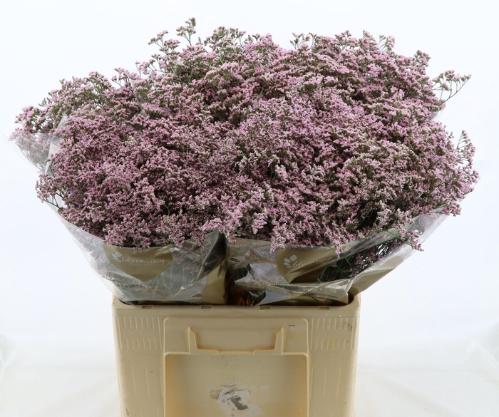 Limonium Safora Oshi Pink