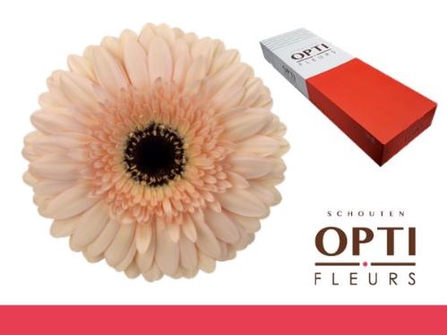 Gerbera grootbloemig 'Cafe del Mar'