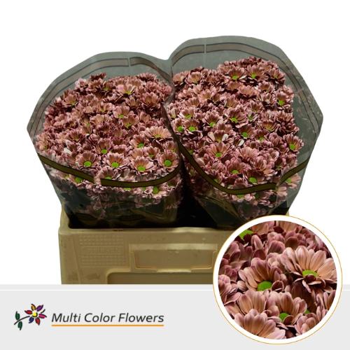 Chrysanthemum (Indicum Grp) tros santini  AAA Bowie kleurbehandeld H%