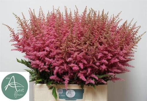 Astilbe Arendsii Grp 'Anita Pfeifer'