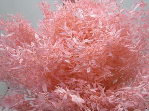 Ruscus kleurbehandeld H%