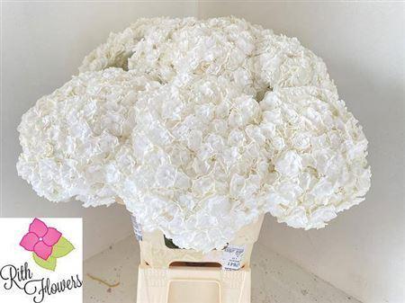 Hydrangea macrophylla Royal Highness