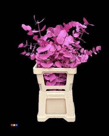 Eucalyptus cinerea kleurbehandeld per bos H%