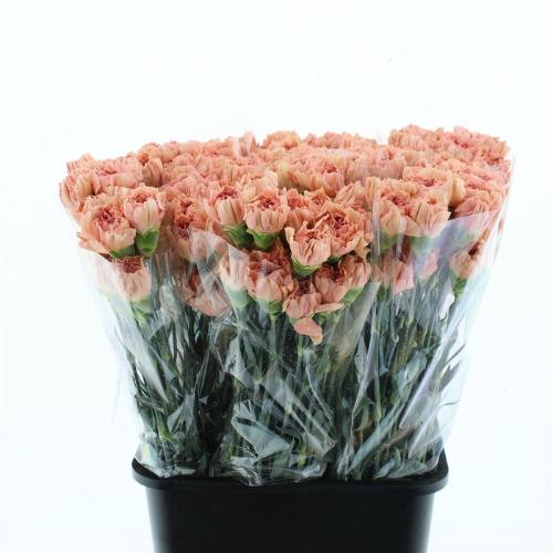 Dianthus standaard Saona+