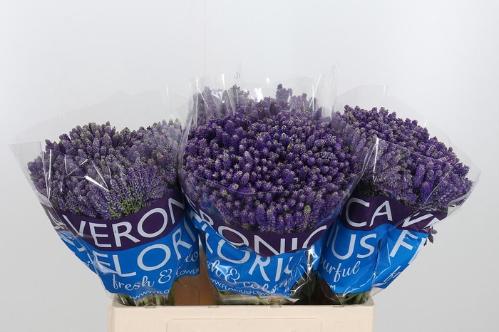 Veronica Smart Fountain