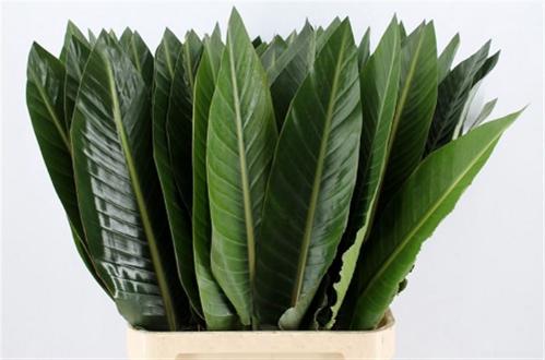 Strelitzia reginae (blad)