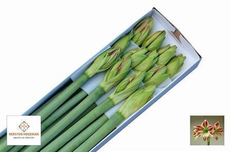 Hippeastrum Galaxy Grp 'Ambiance'