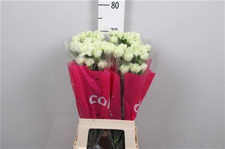 Dianthus standaard 'Prado Mint'