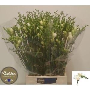 Freesia dubbelbloemig Versailles