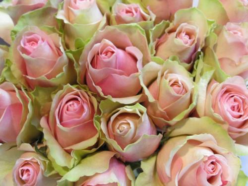 Rosa grootbloemig La Belle