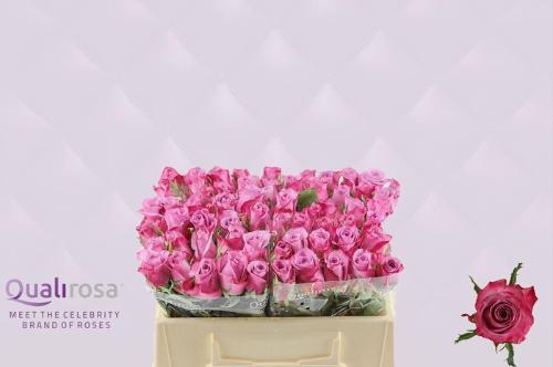 Rosa grootbloemig Deep Purple