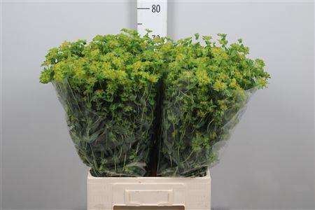 Bupleurum griffithii
