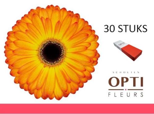 Gerbera grootbloemig 'Catwalk'