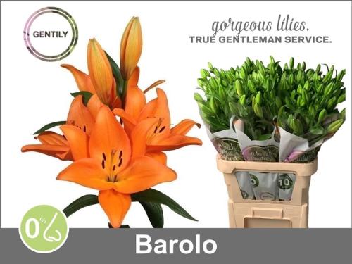 Lilium (LA-hybrids Grp) 'Barolo'