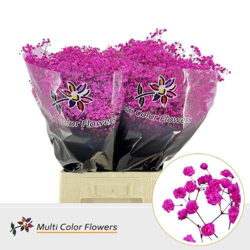 Gypsophila overig kleurbehandeld H%