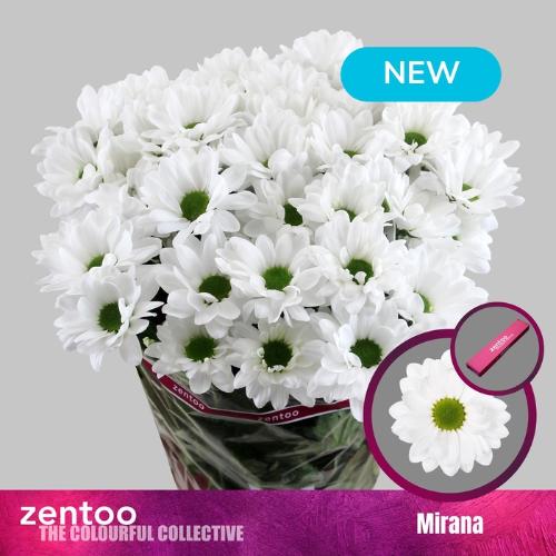 Chrysanthemum (Indicum Grp) tros Mirana