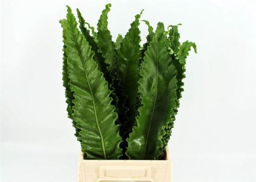 Aspidistra elatior overig
