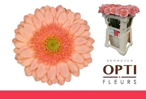 Gerbera mini Ice Cream