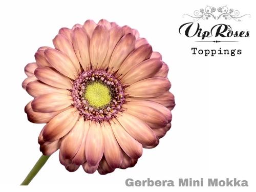 Gerbera mini kleurbehandeld H%