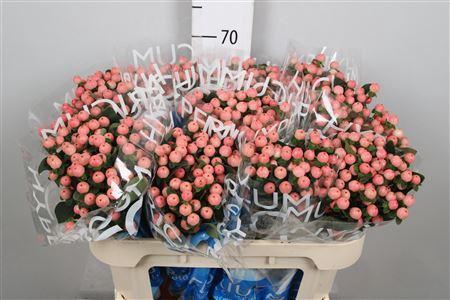 Hypericum androsaemum Coco Tiamo