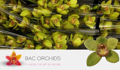 Cymbidium grootbloemig per tak Honey Green 'Melissa'