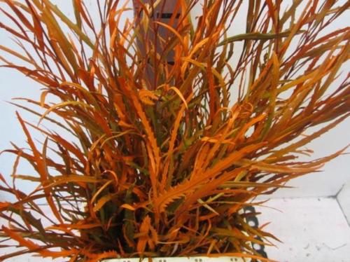 Decoratiegroen kleurbehandeld H%