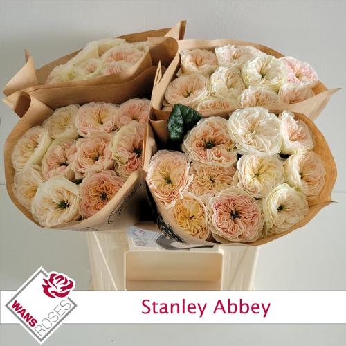 Rosa grootbloemig Stanley Abbey