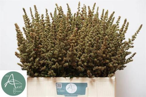 Astilbe Arendsii Grp 'Erika' decor