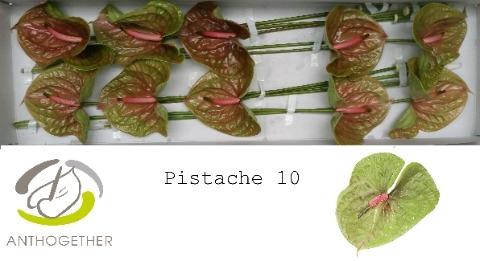 Anthurium Andreanum Grp Pistache